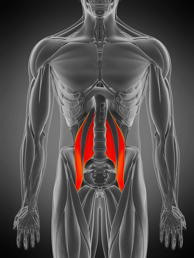 Psoas major muscle, illustration