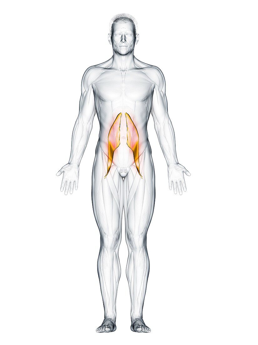 Psoas major muscle, illustration
