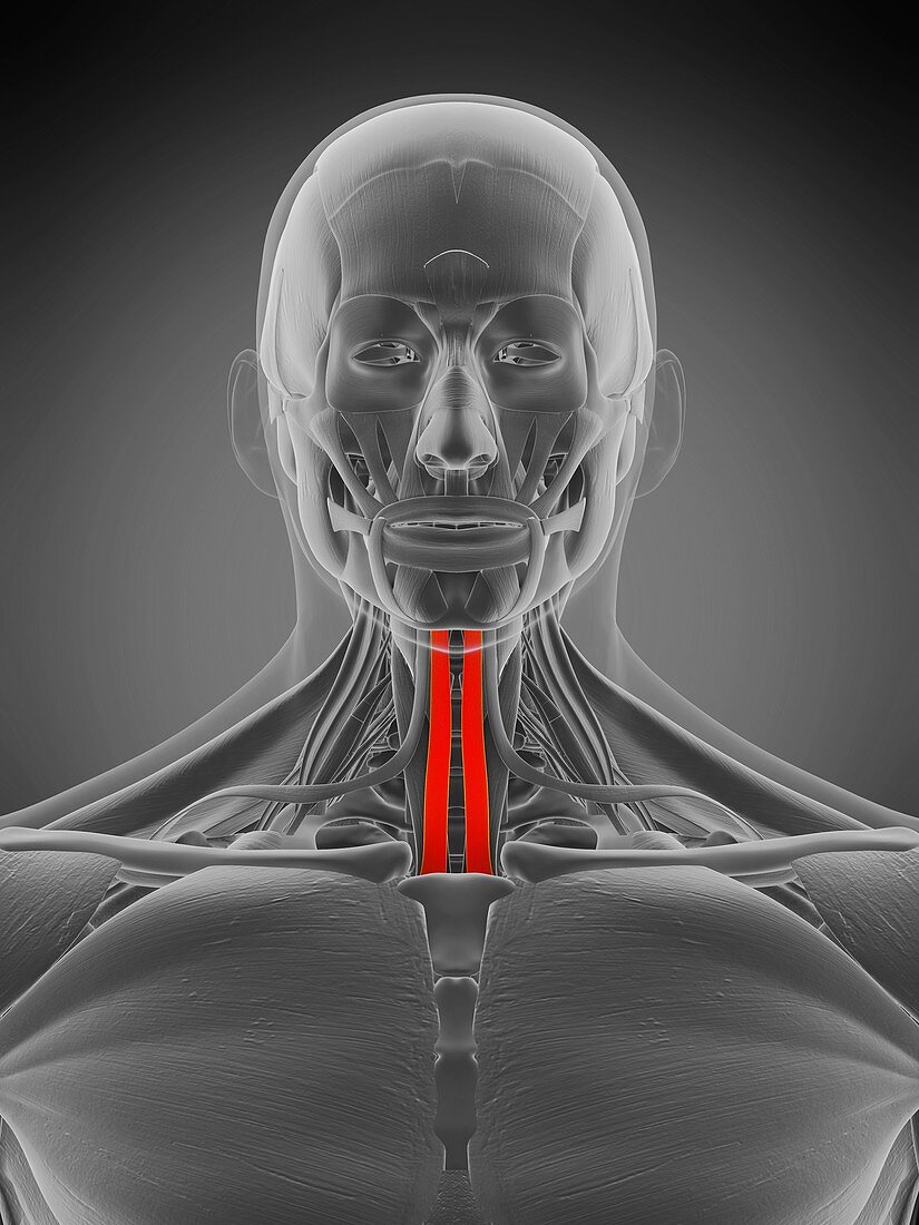 Sternohyoid muscle, illustration