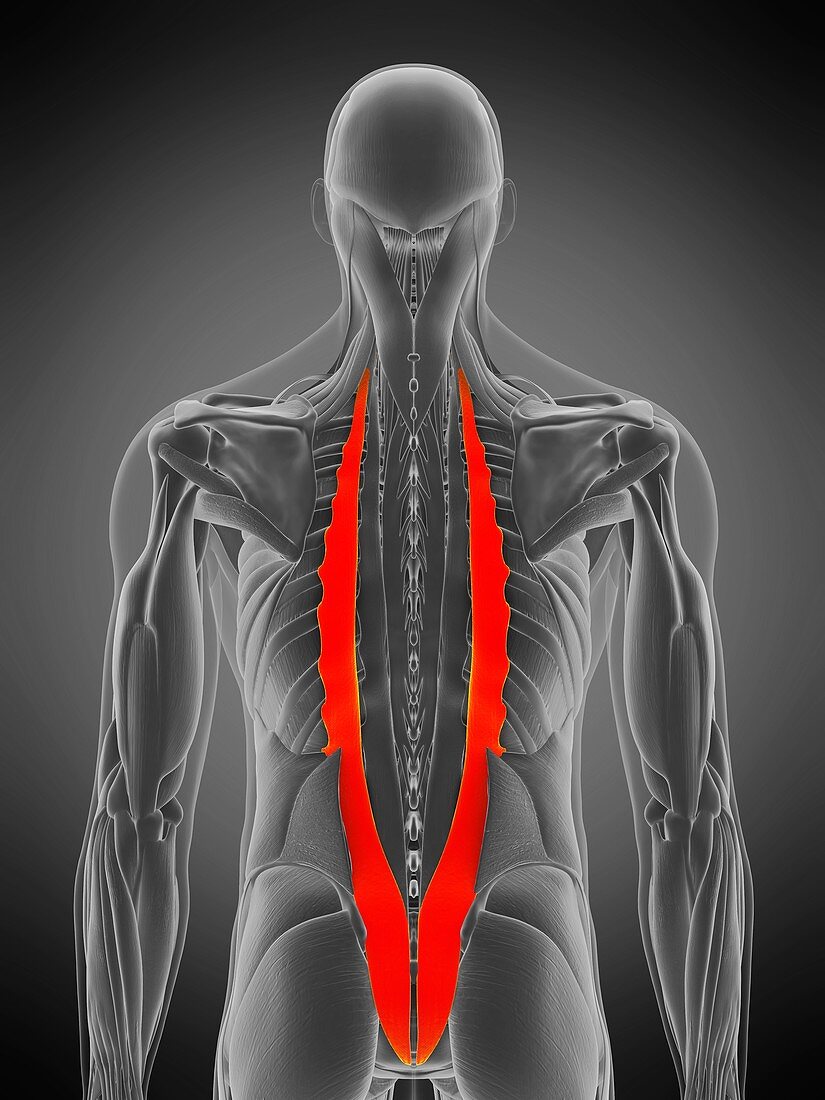 Iliocostalis muscle, illustration