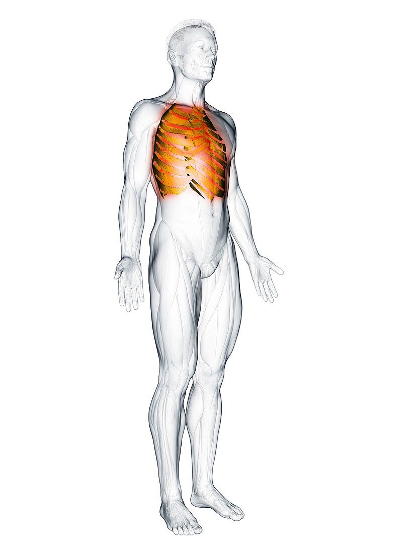 Intercostal muscles, illustration