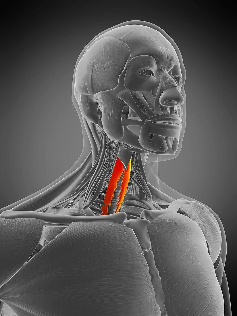 Longus colli muscle, illustration