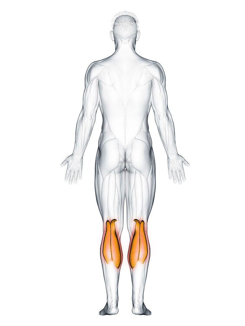 Gastrocnemius muscle, illustration