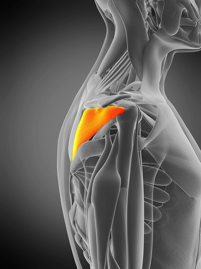 Infraspinatus muscle, illustration