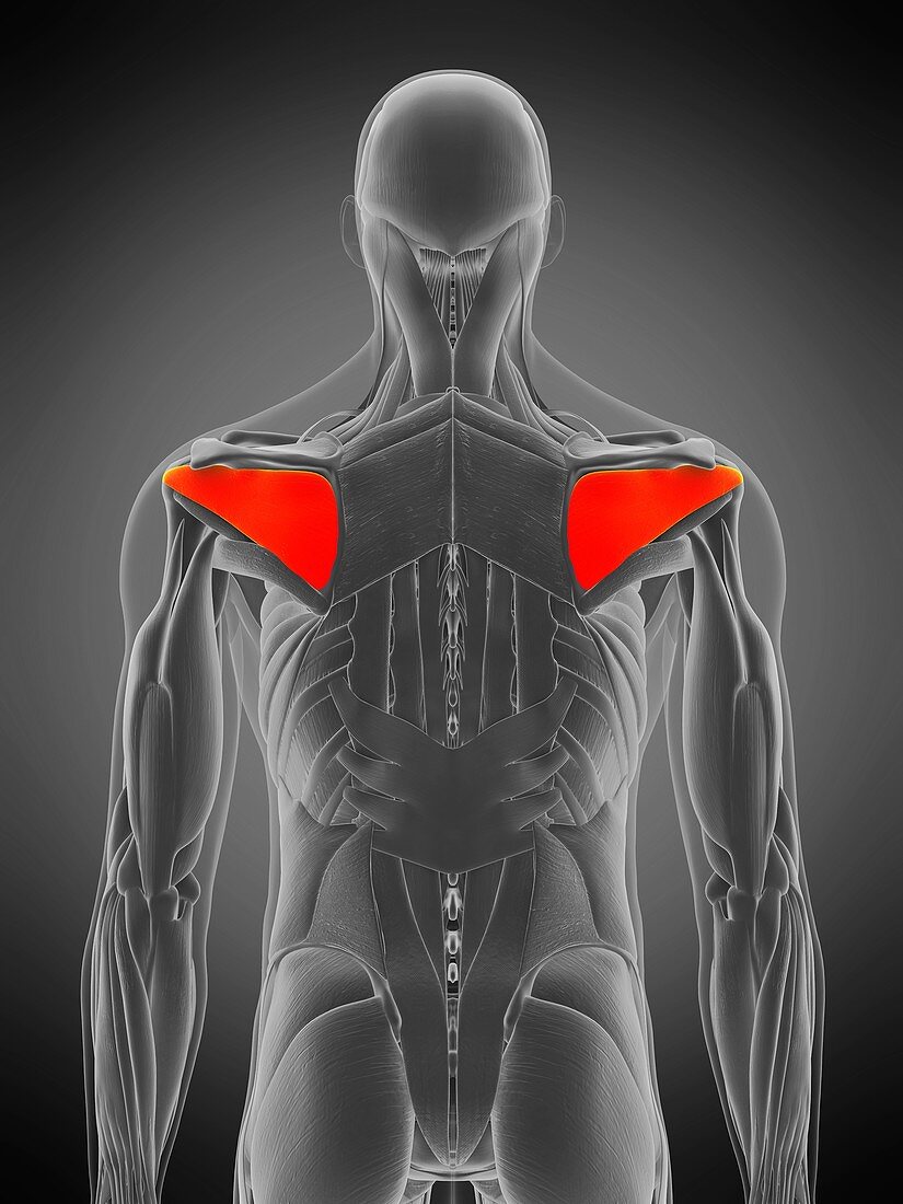 Infraspinatus muscle, illustration