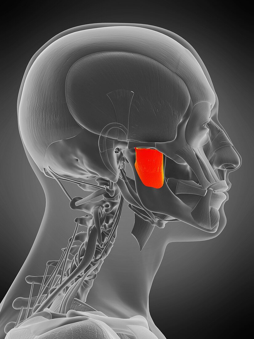 Masseter deep muscle, illustration