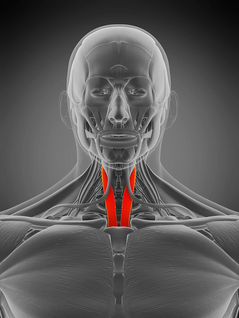 Sternothyroid muscle, illustration