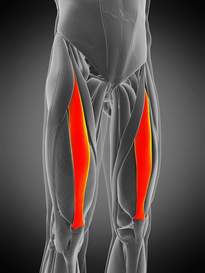 Rectus femoris muscle, illustration