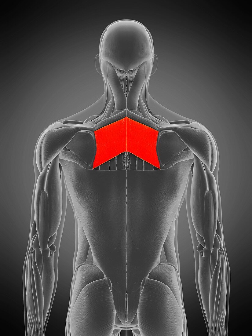 Rhomboid major muscle, illustration