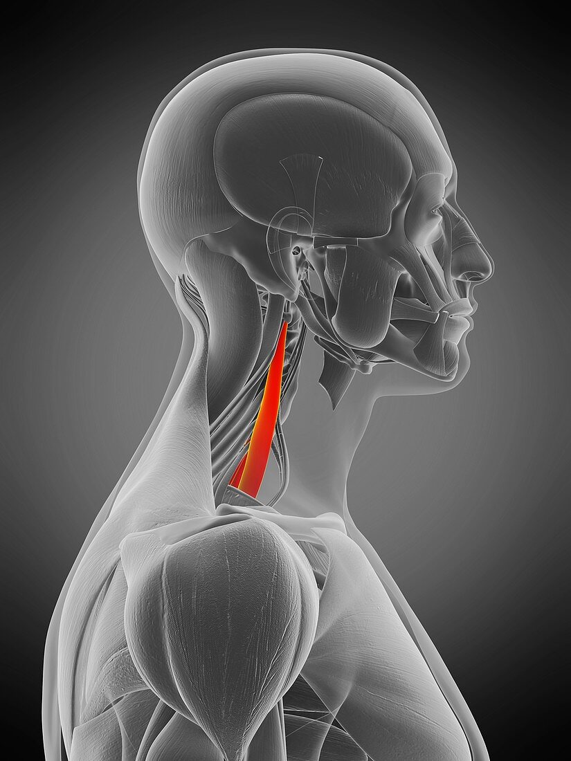 Scalene middle muscle, illustration