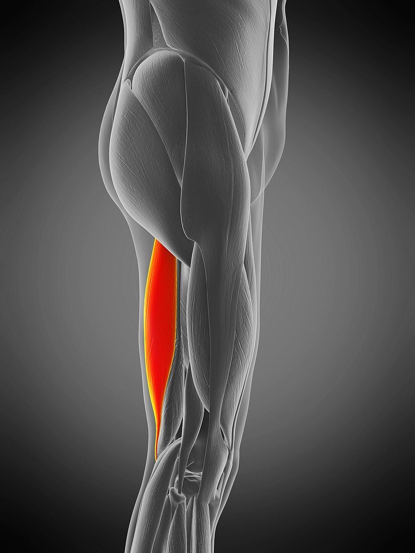Semitendinosus muscle, illustration