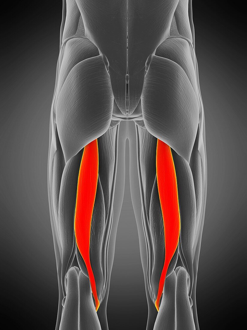 Semitendinosus muscle, illustration
