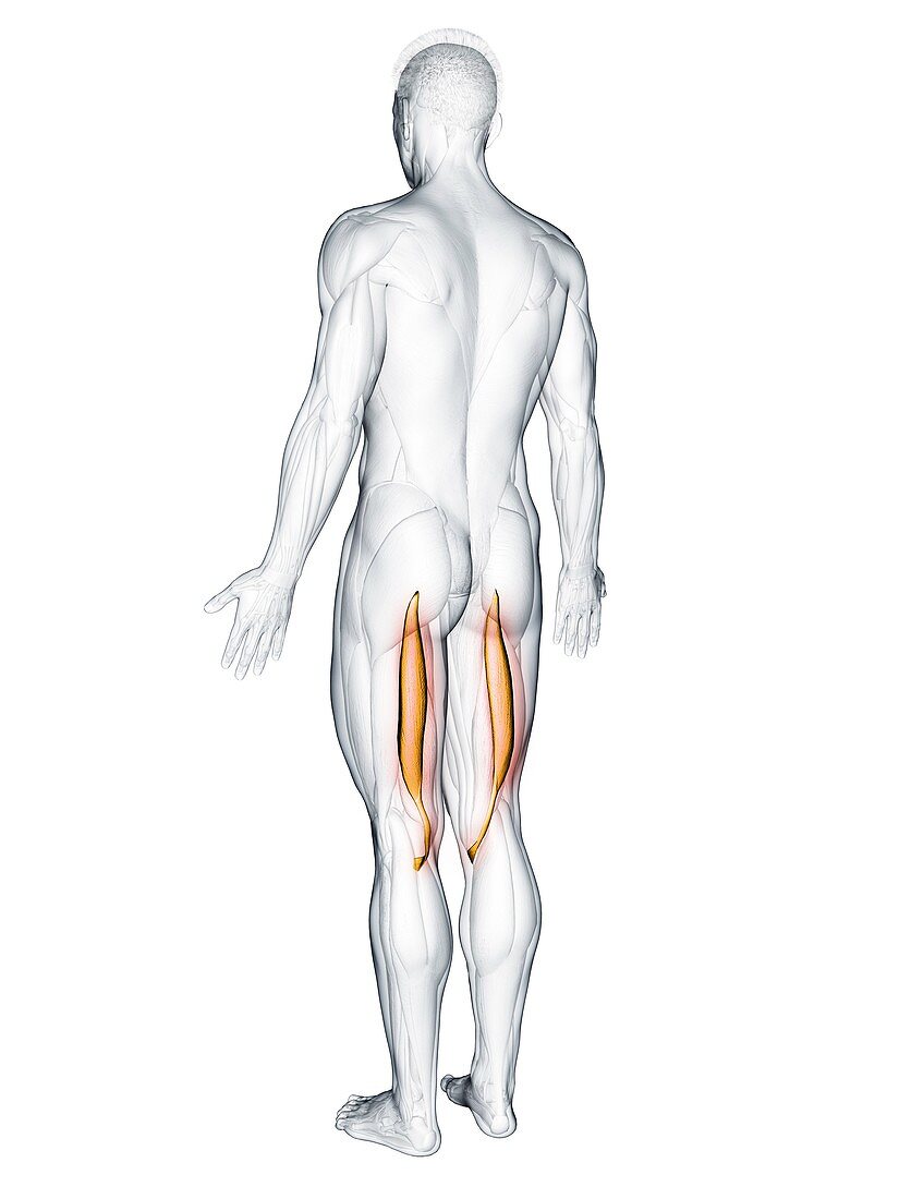 Semitendinosus muscle, illustration