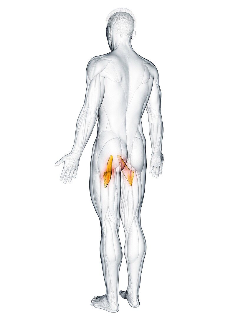 Adductor brevis muscle, illustration