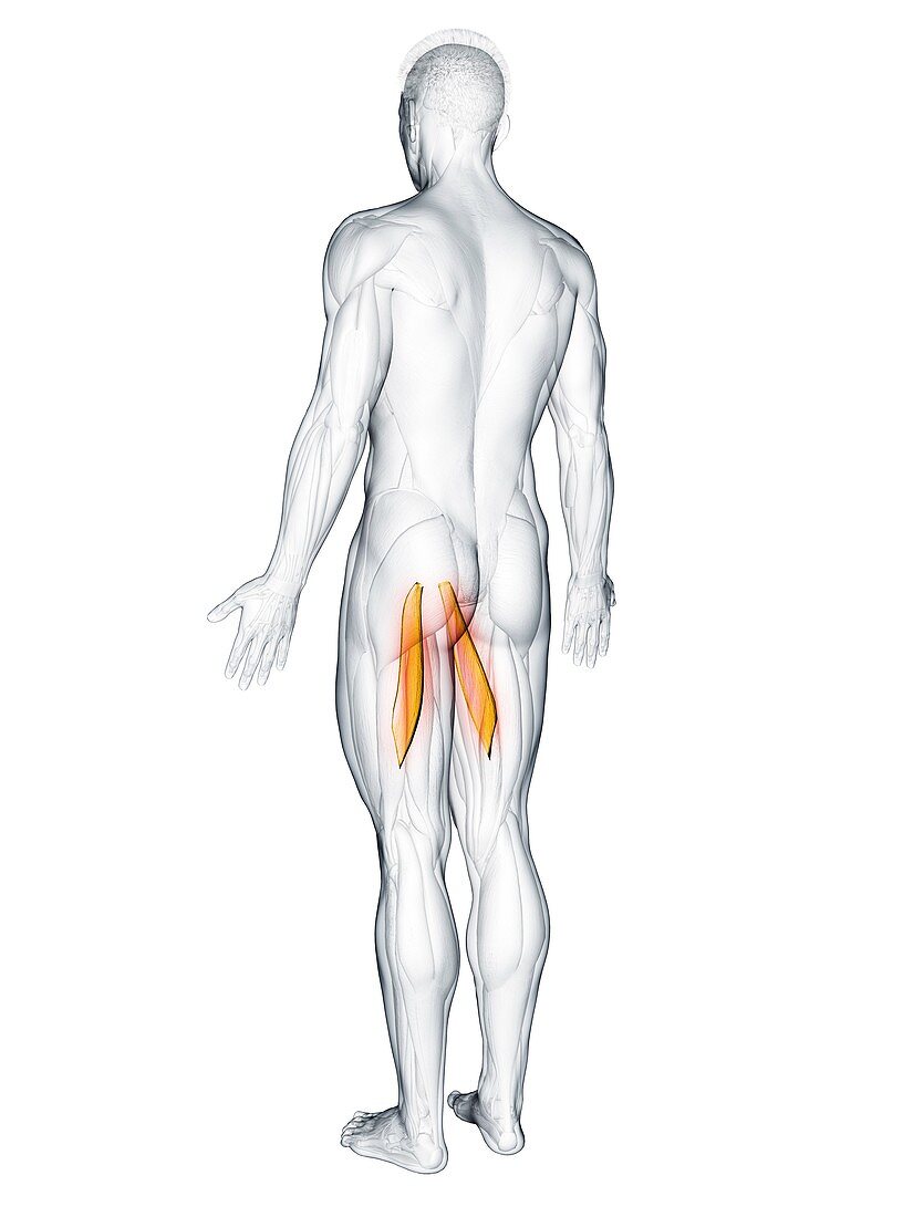 Adductor longus muscle, illustration