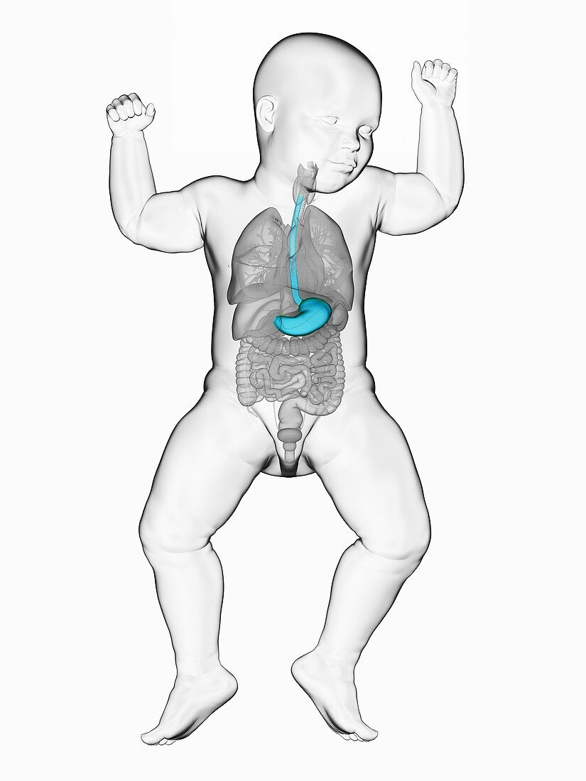 Baby's stomach, illustration