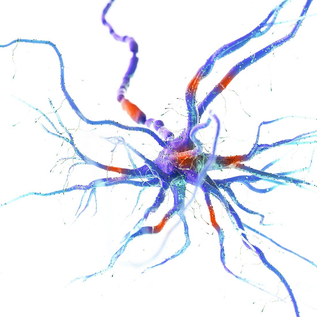 Human nerve cell, illustration