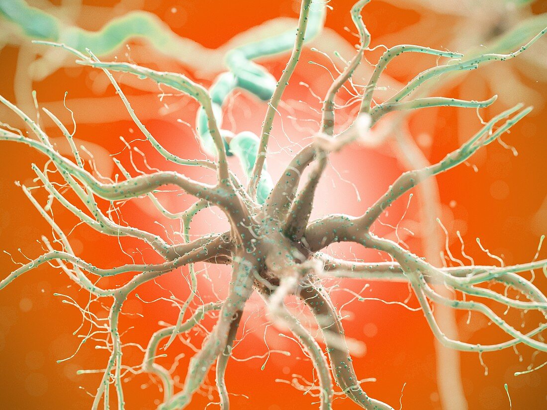 Human nerve cell, illustration