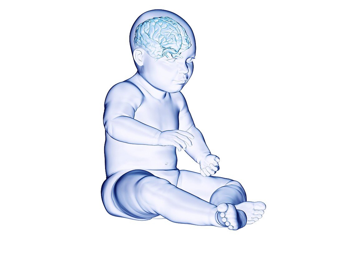 Brain of a baby, illustration