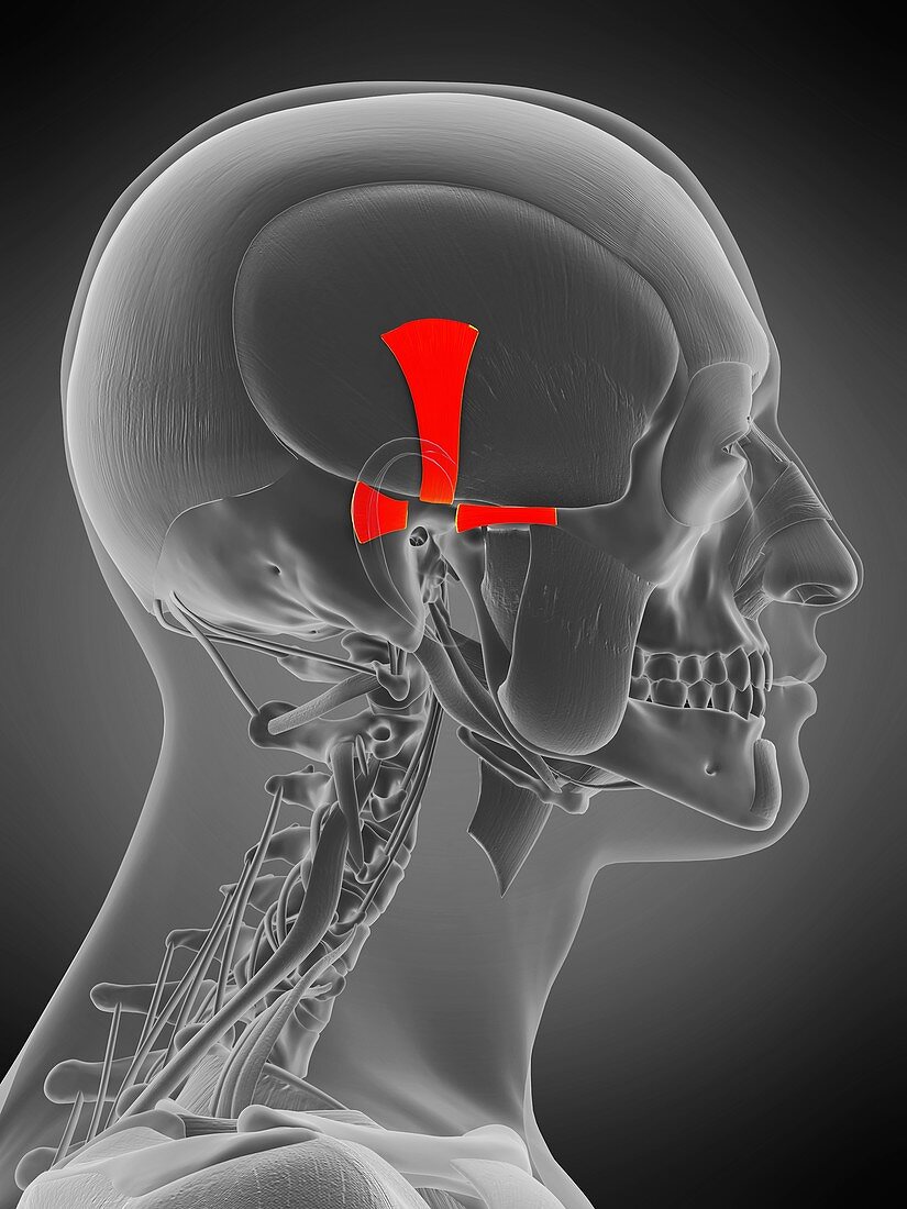 Ear muscles, illustration