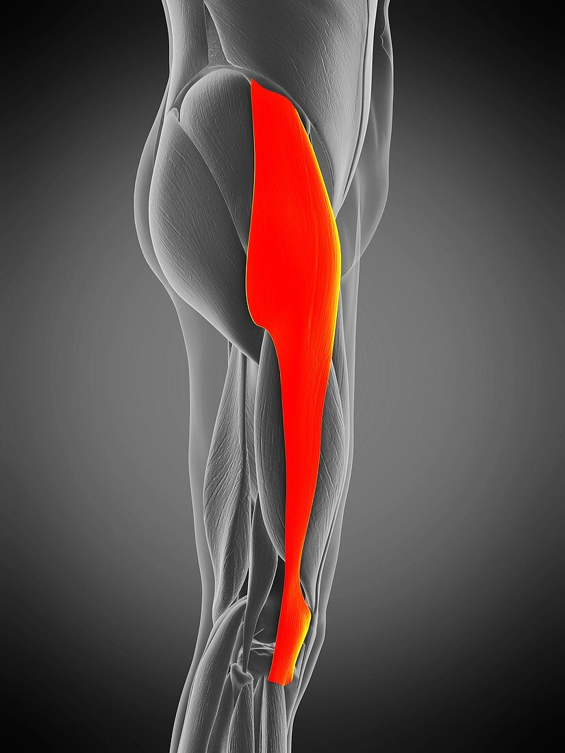 Tensor fascia lata muscle, illustration