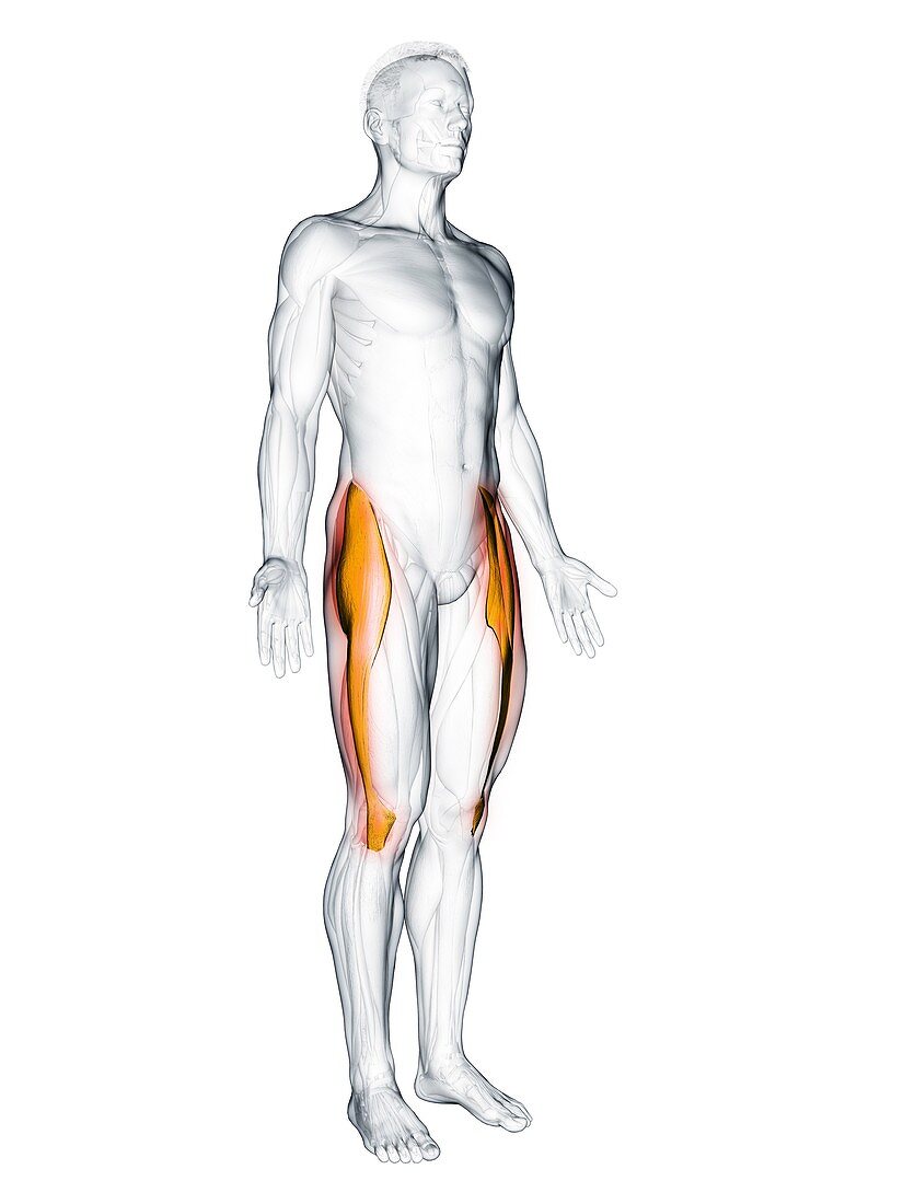 Tensor fascia lata muscle, illustration