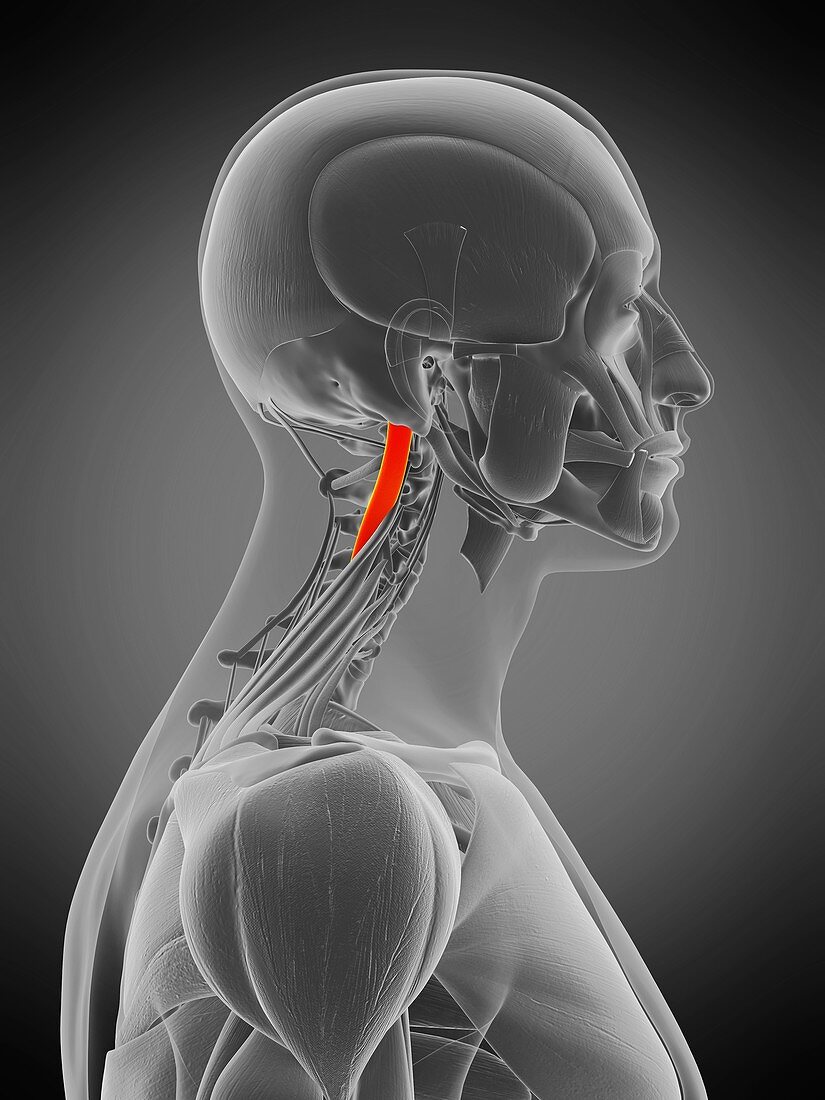 Longissimus capitis muscle, illustration