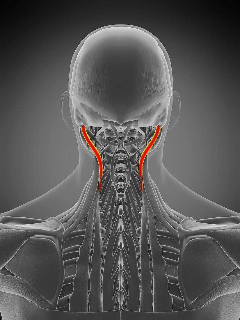 Longissimus capitis muscle, illustration