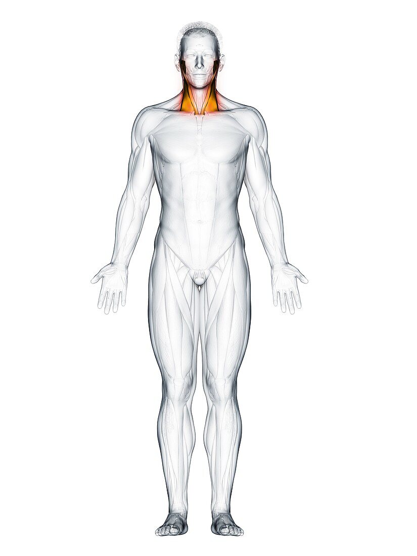 Sternocleidomastoid muscle, illustration