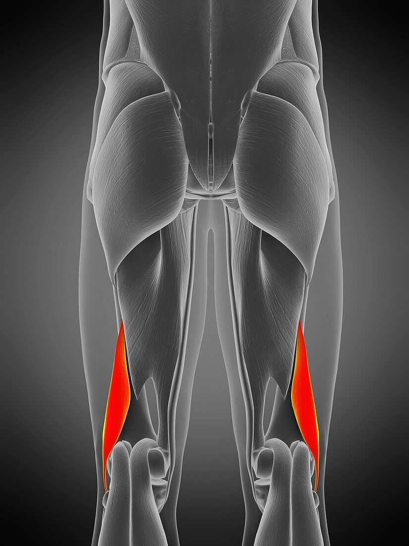 Biceps femoris short muscle, illustration