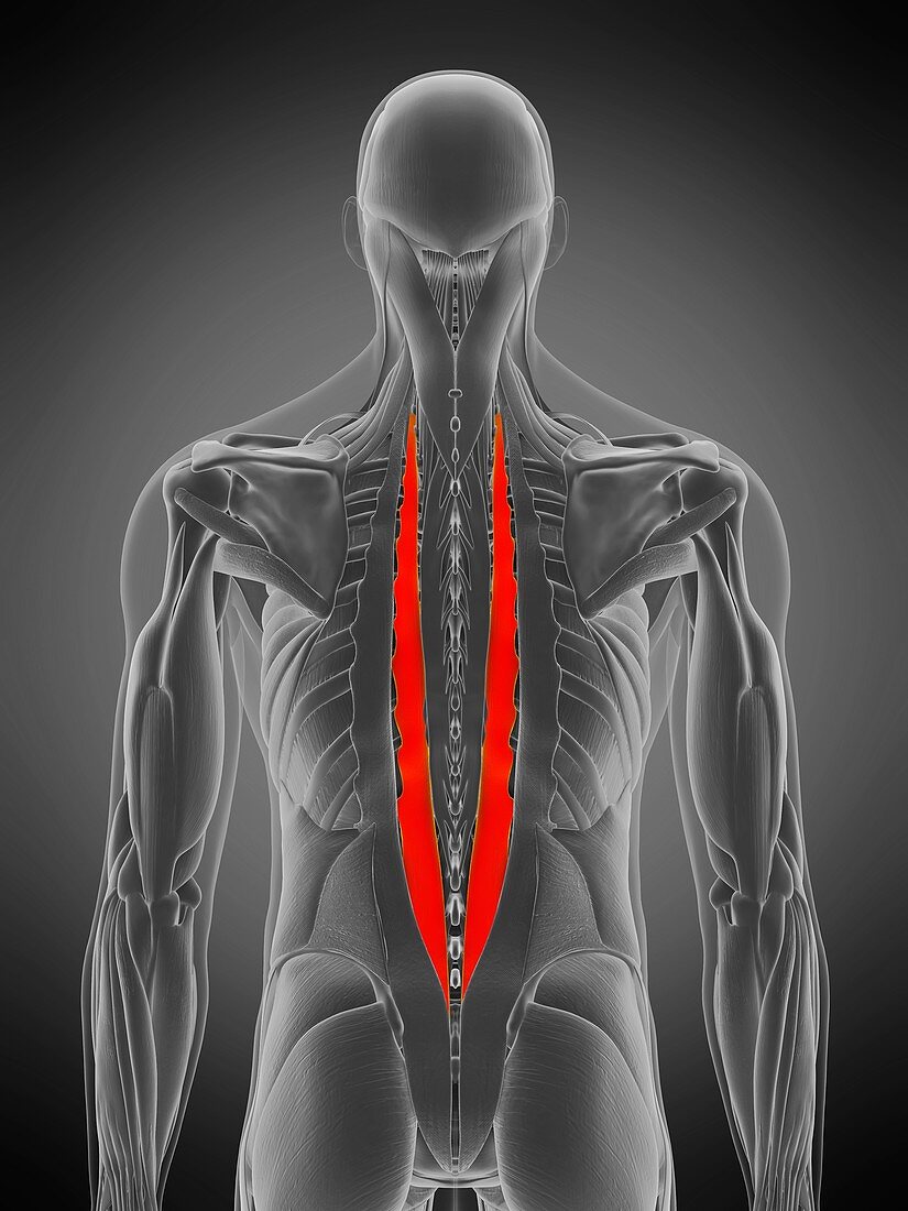 Longissimus thoracis muscle, illustration