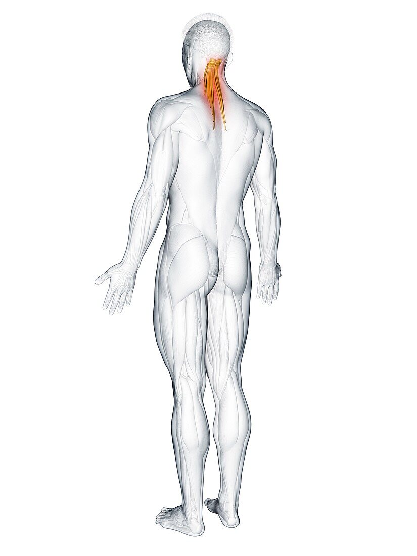 Semispinalis capitis muscle, illustration