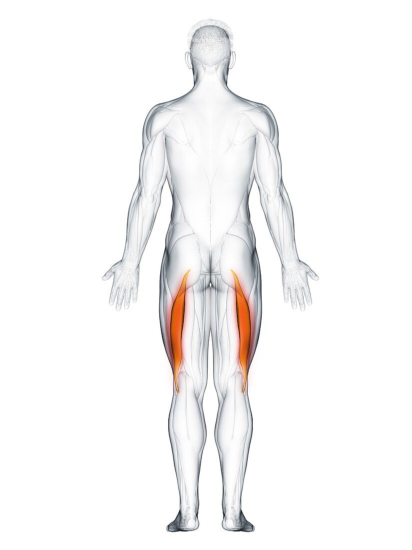 Biceps femoris longus muscle, illustration