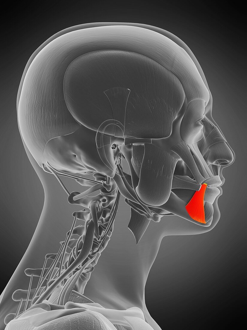 Depressor anguli oris muscle, illustration