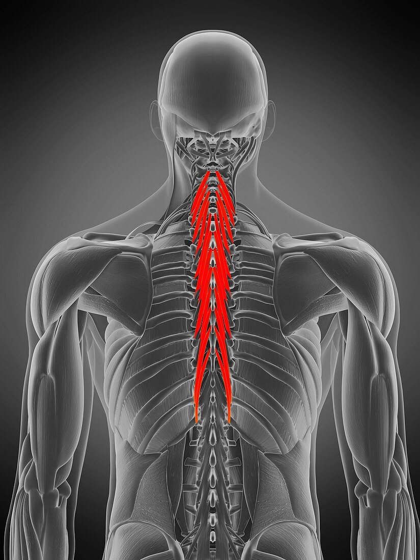 Semispinalis thoracis muscle, illustration