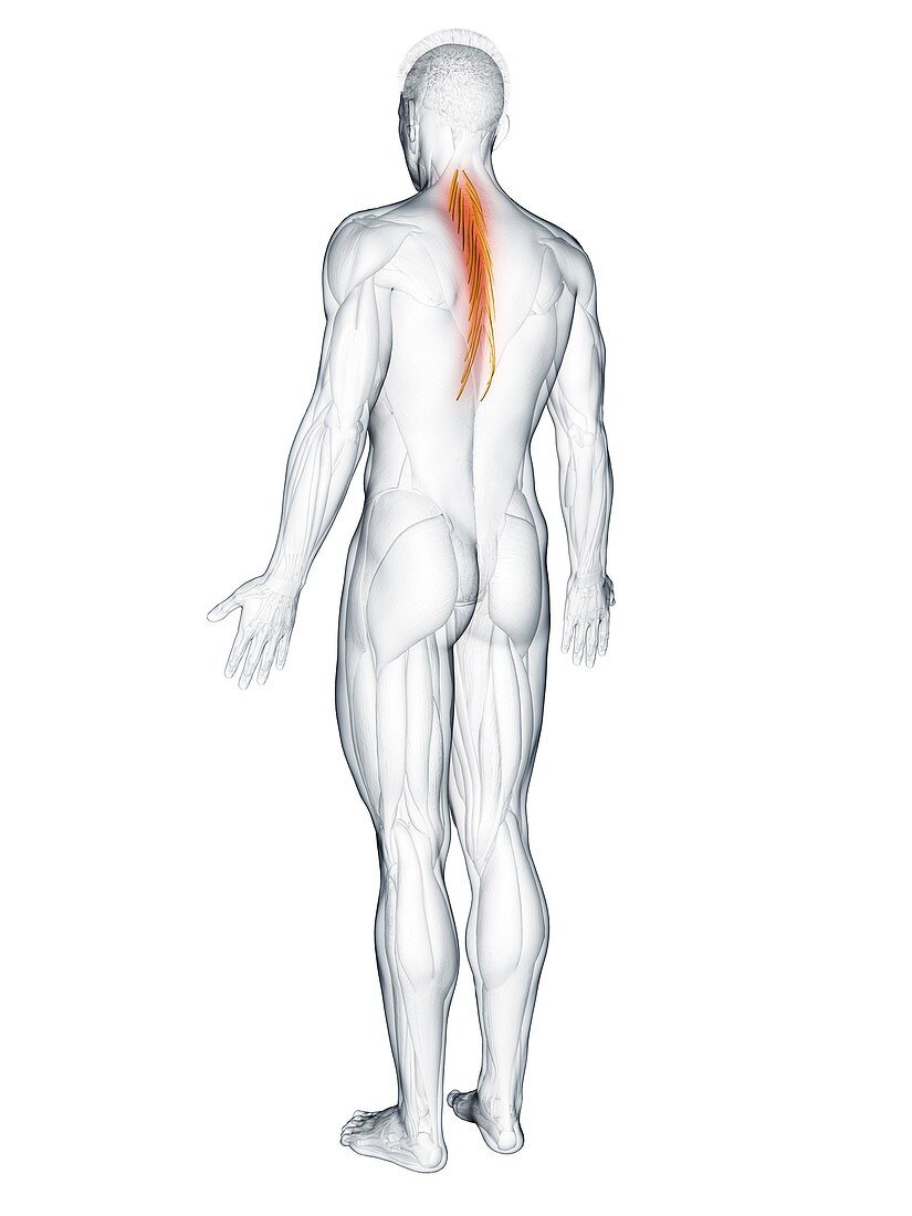 Semispinalis thoracis muscle, illustration