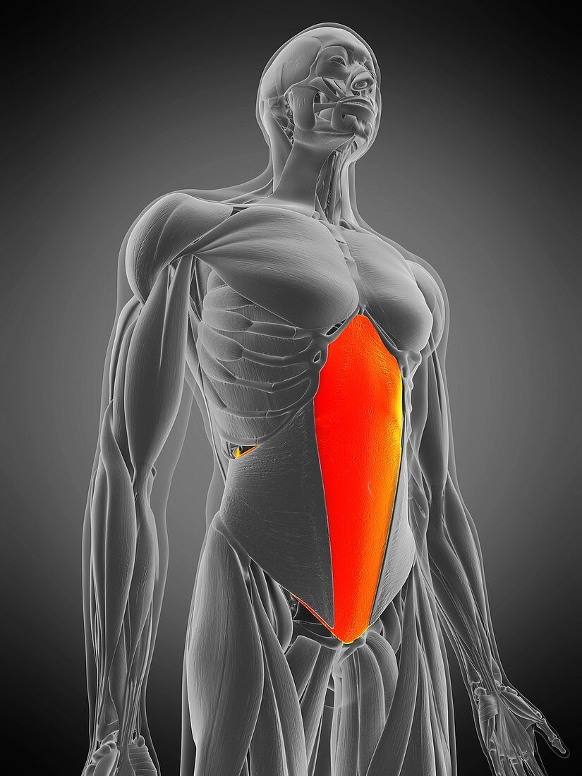 Transversus abdominis muscle, illustration