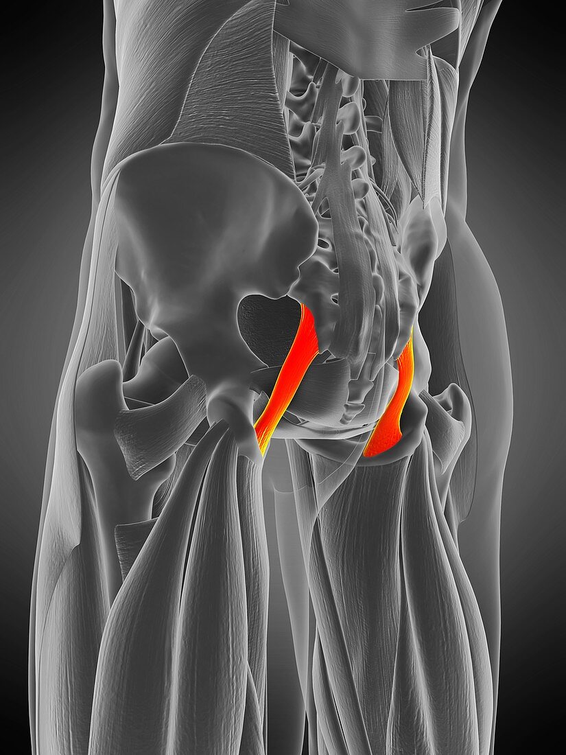 Sacrotuberous ligament muscle, illustration