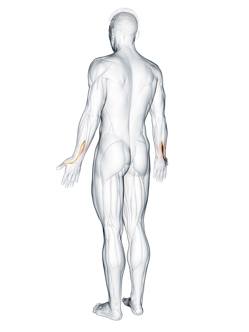 Extensor pollicis longus muscle, illustration
