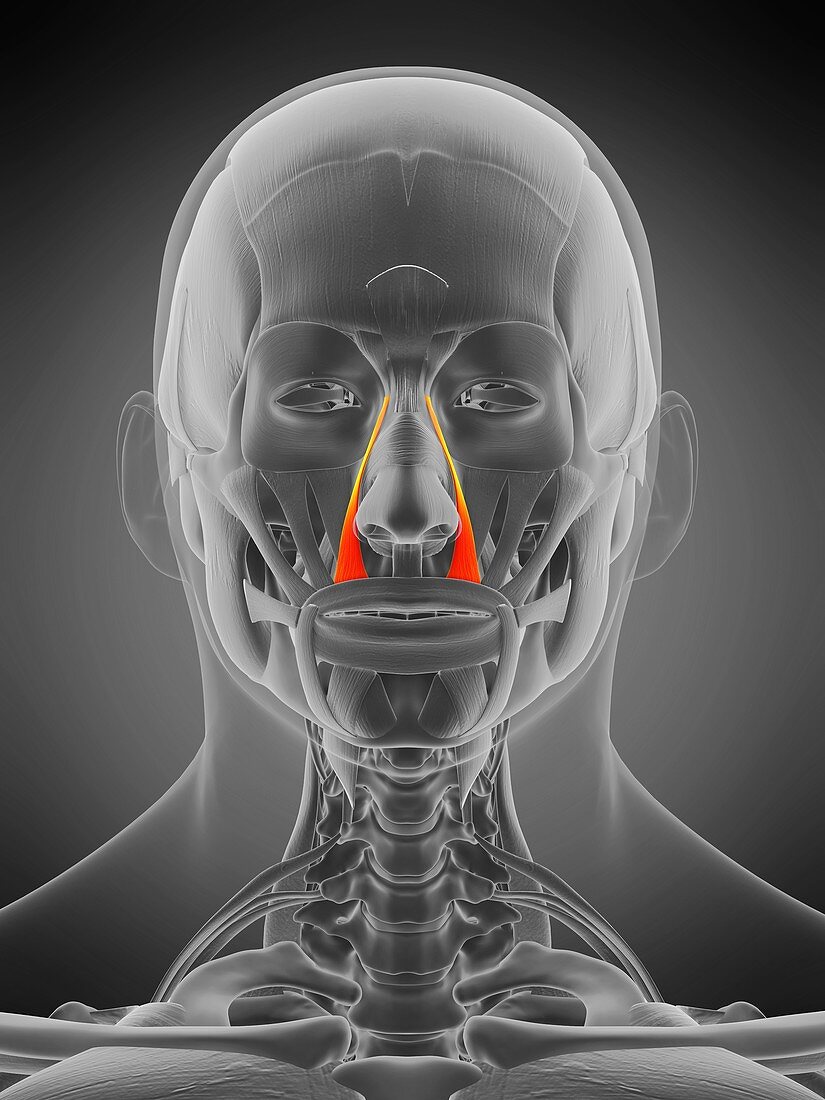 Levator labii superioris alaeque nasi muscle, illustration