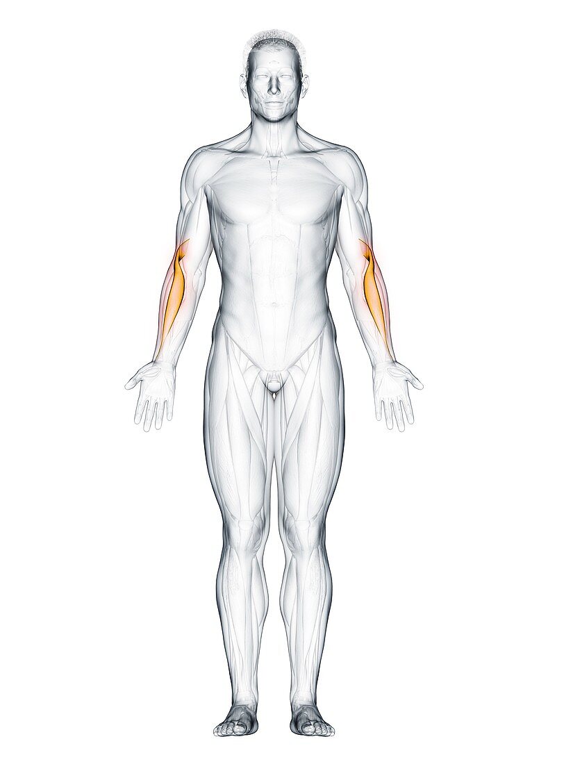 Brachioradialis muscle, illustration