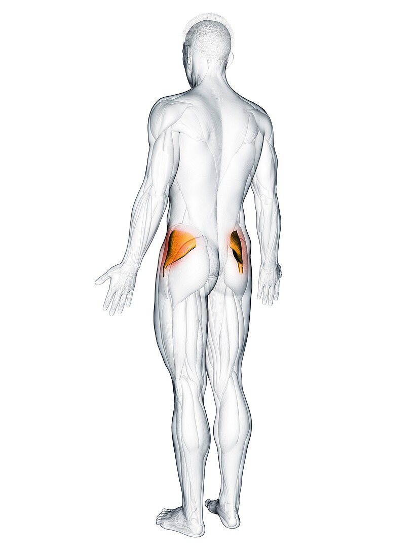 Gluteus minimus muscle, illustration