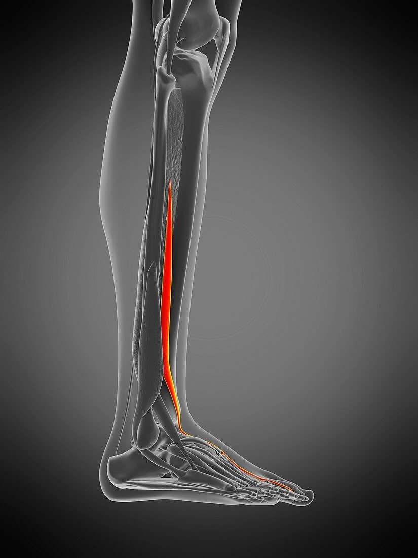 Hallucis longus muscle, illustration