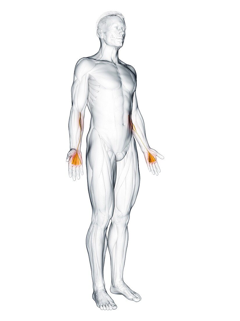 Palmaris longus muscle, illustration