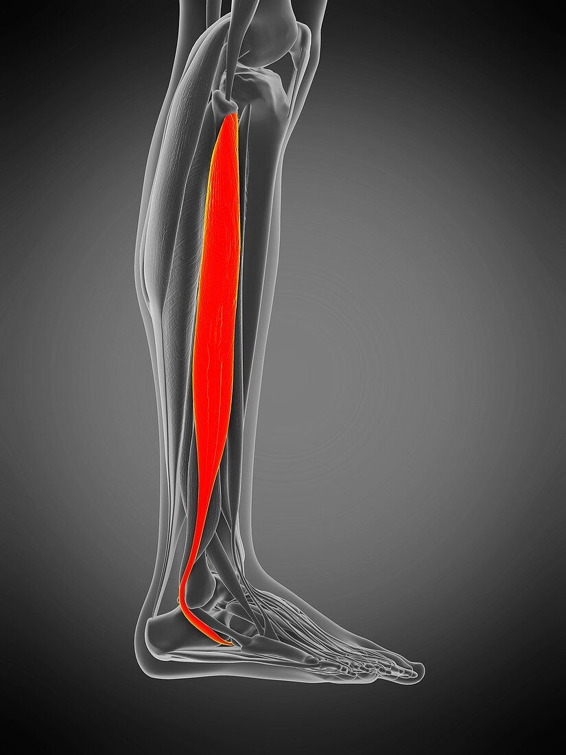 Peroneus longus muscle, illustration