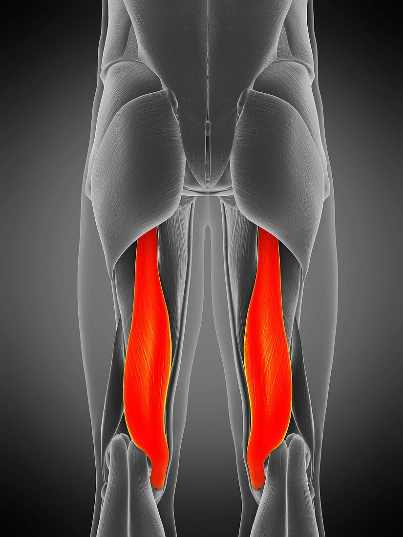 Semimembranosus muscle, illustration