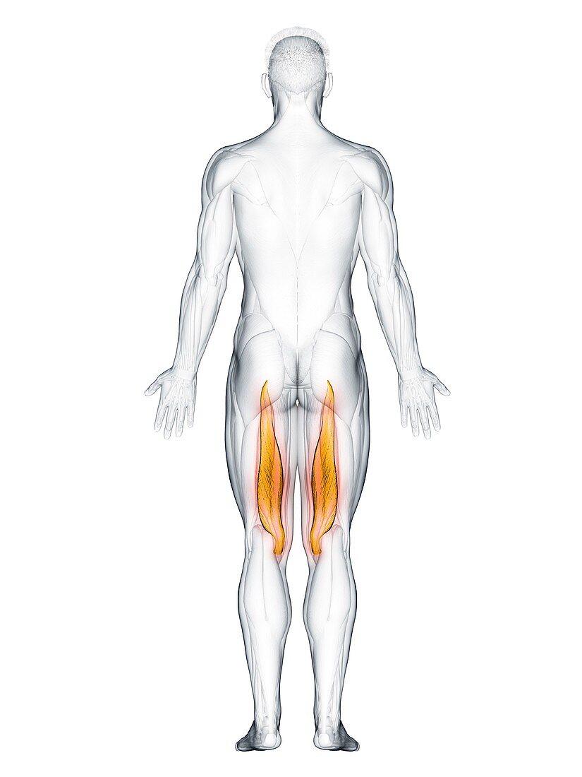 Semimembranosus muscle, illustration