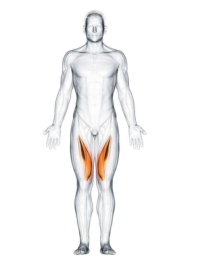 Vastus medialis muscle, illustration