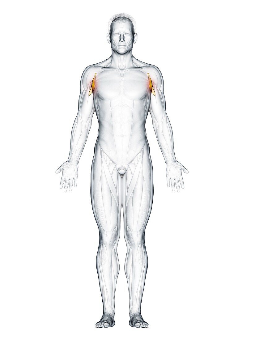 Coracobrachialis muscle, illustration