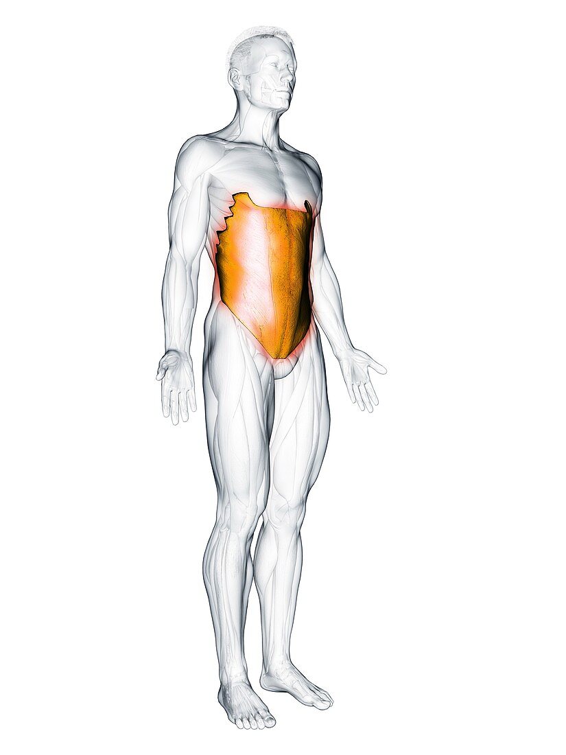 External oblique muscle, illustration